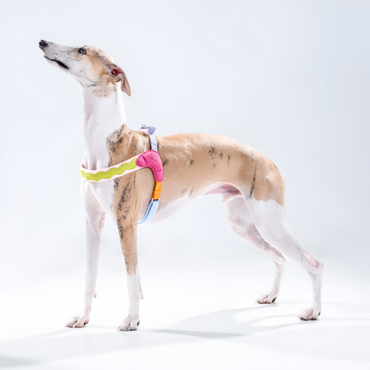 Cloud Comfort Step-in Dog Harness