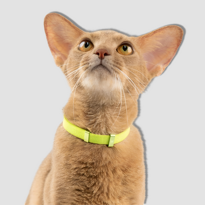 BuddyArmor Safety Cat Collar Neon Green