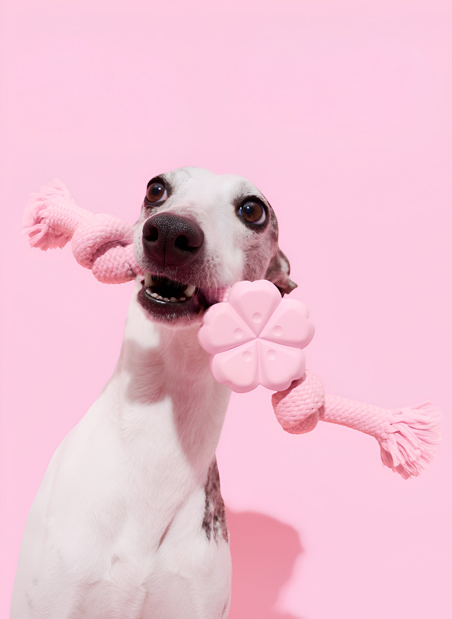 Vetreska Cherry Blossom Dog Rope Toy